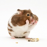 Hamster with cheek pouches stuffed full of food