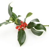 Sprig of Holly with berries