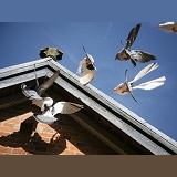Feral Pigeons flying to roost