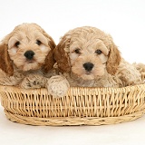 American Cockapoo puppies in a basket