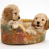 American Cockapoo puppies in a soft basket