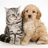 Silver tabby cat with American Cockapoo puppy