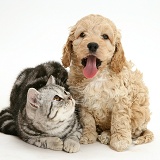 Silver tabby cat with Cockapoo puppy