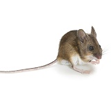 Long-tailed Field Mouse