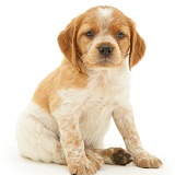 Brittany Spaniel pup