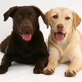 Yellow and chocolate Labrador Retrievers