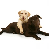 Yellow and chocolate Labrador Retrievers