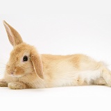 Baby Sandy Lop rabbit, stretched out