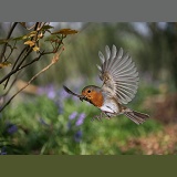 European Robin in flight