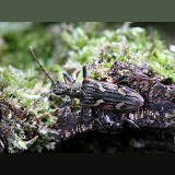 Two-banded Longhorn Beetle
