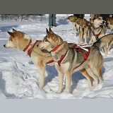 Harnessed Huskies ready for sledding