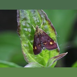 Micro moth