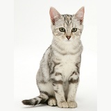 Silver tabby cat