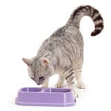 Silver tabby cat with water and food in a double bowl