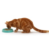 Ginger female cat sniffing her food