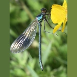 Banded Agrion Damselfly on buttercup flower