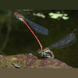 Large Red Damselflies mating and laying eggs