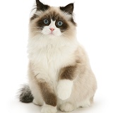 Birman-cross cat