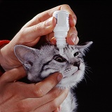 Administering antibiotic eye drops to tabby cat