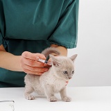 Kitten receiving its primary vaccination