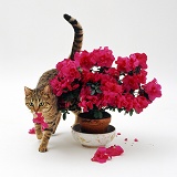 Cat carrying a mouthful of petals