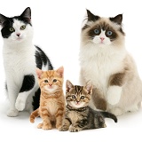 Group of assorted cats and kittens