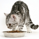 Silver tabby cat with dry cat food in a stainless steel bowl