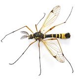 Comb-horn cranefly
