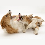 Lurcher and Border Collie mouth-fencing