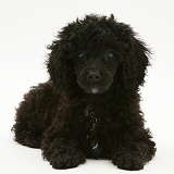 Black Miniature Poodle lying with head up