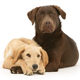 Yellow Labradoodle pup and Chocolate Labrador