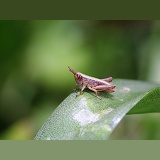 Common Field Grasshopper nymph