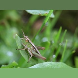 Common Field Grasshopper nymph in rain