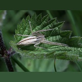 Spider on nettle leaf