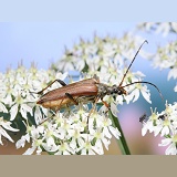 Longhorn Beetle on hogweed
