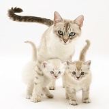 Birman-cross mother cat and kittens