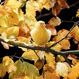 Canary among autumn leaves