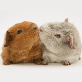 Young Rex Guinea pigs, 6 weeks old