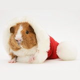 Young Rex Guinea pig in a Santa hat