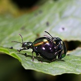 Dock Chrysomelid Beetles mating
