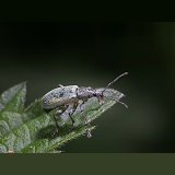 Nettle Weevil