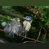 Blue tit feeding fledgling