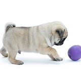 Silver Pug pup, 7 weeks old, playing with a squeaky ball