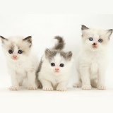 Three Birman-cross kittens