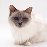Blue Birman cat with runny eye and chronic rhinitis