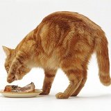 Ginger cat covering a dish of pilchards