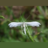 White Plume Moth