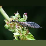Snake Fly eating an aphid