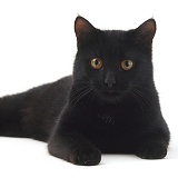 Black male cat