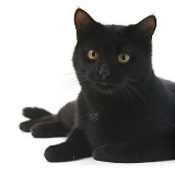 Black male cat